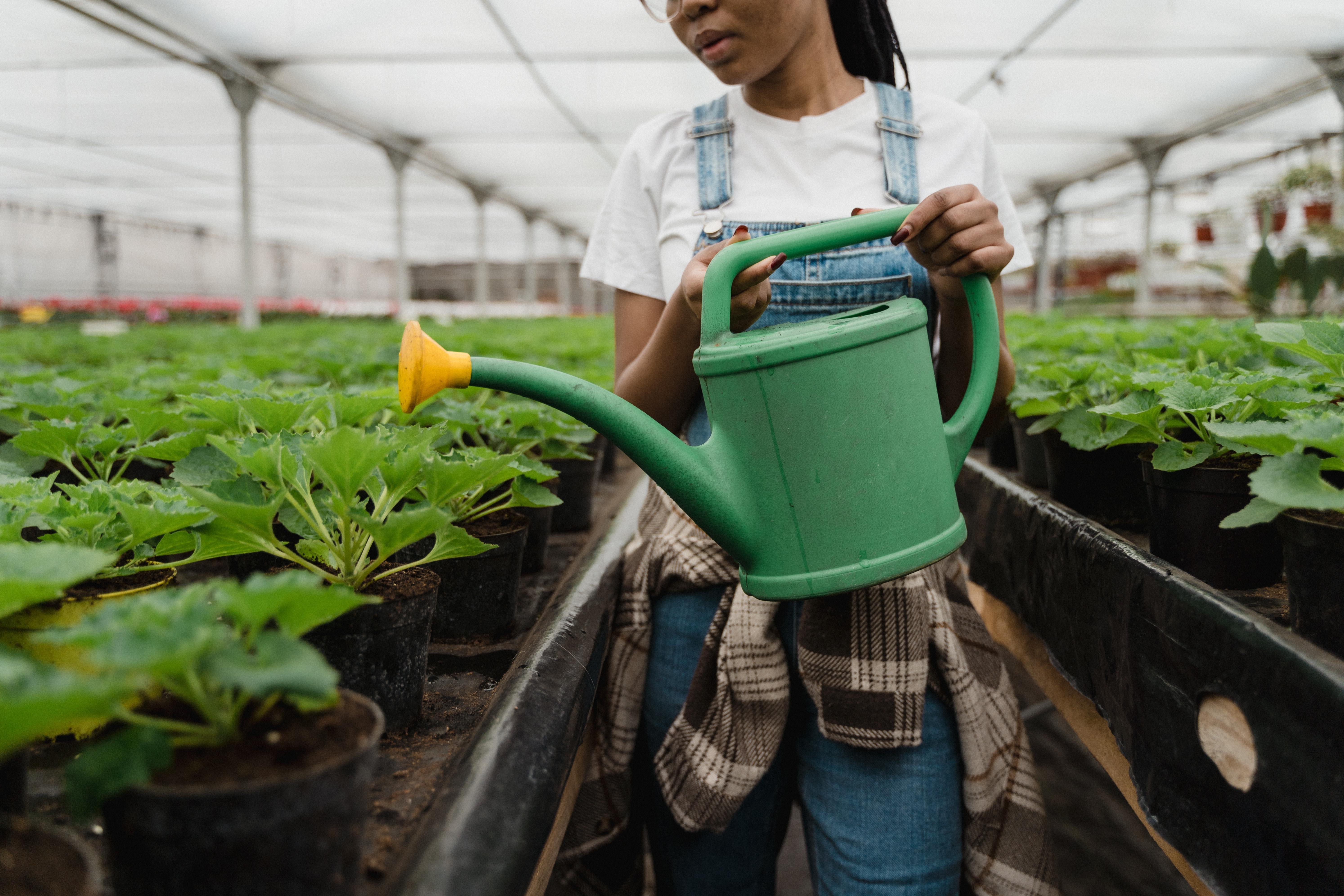 Horticulture student watering in the greenhouse.