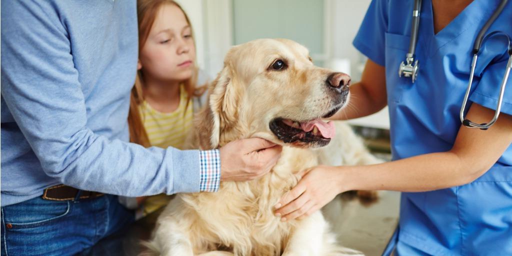 Pre-veterinary student examining dog.